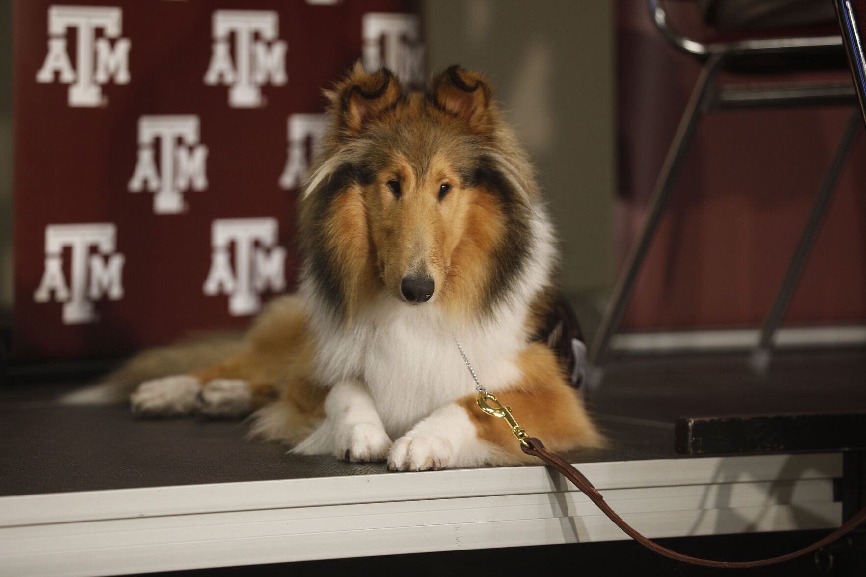 Reveille X